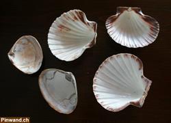 Muscheln 5er