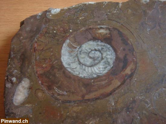 Bild 2: Fossilienplatte Goniatiten & Orthoceras