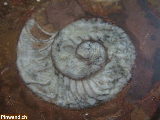 Bild 3: Fossilienplatte Goniatiten & Orthoceras