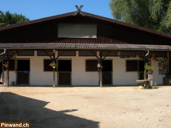 Bild 1: Freie Boxen Pferdedressurhof Teufental