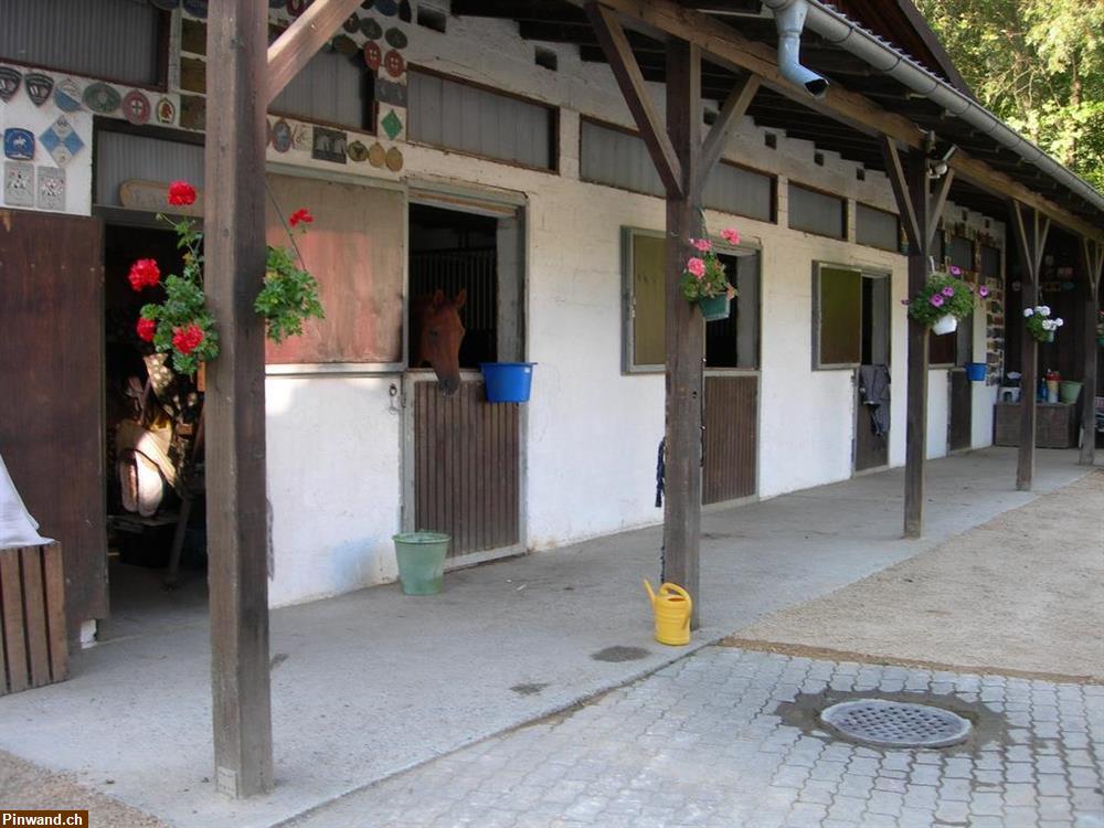 Bild 3: Freie Boxen Pferdedressurhof Teufental