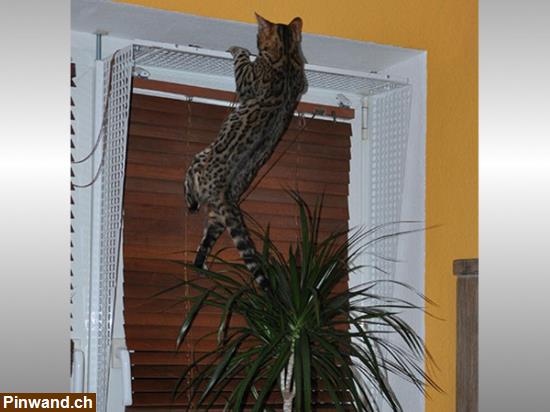 Bild 2: Kippfensterschutz für Katzen von austmetall, ohne Bohren und Kleben, Sys4