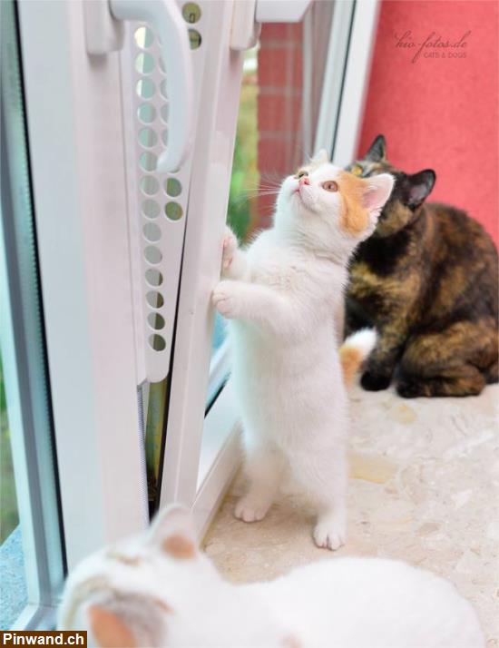 Bild 3: Kippfensterschutz für Katzen von austmetall, ohne Bohren und Kleben, Sys4