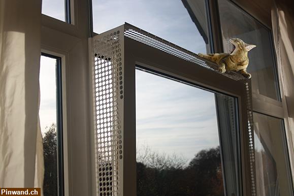 Bild 9: Kippfensterschutz für Katzen von austmetall, ohne Bohren und Kleben, Sys4