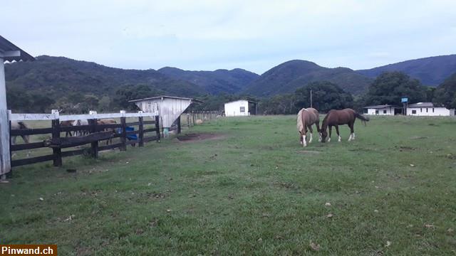 Bild 3: Brasilien 985 Ha grosse Fazenda Region Cuiabá MT
