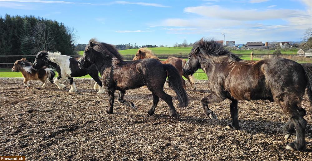Bild 1: Reitbeteiligung auf 2 Islandpferden in Uerzlikon ZH