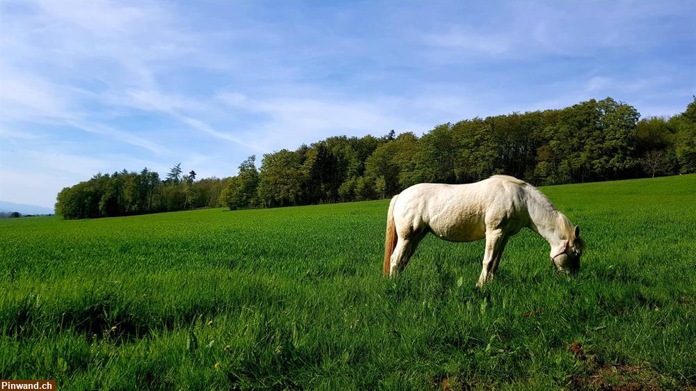 Bild 2: Spazierbeteiligung mit Pferd / Pony in Widen AG