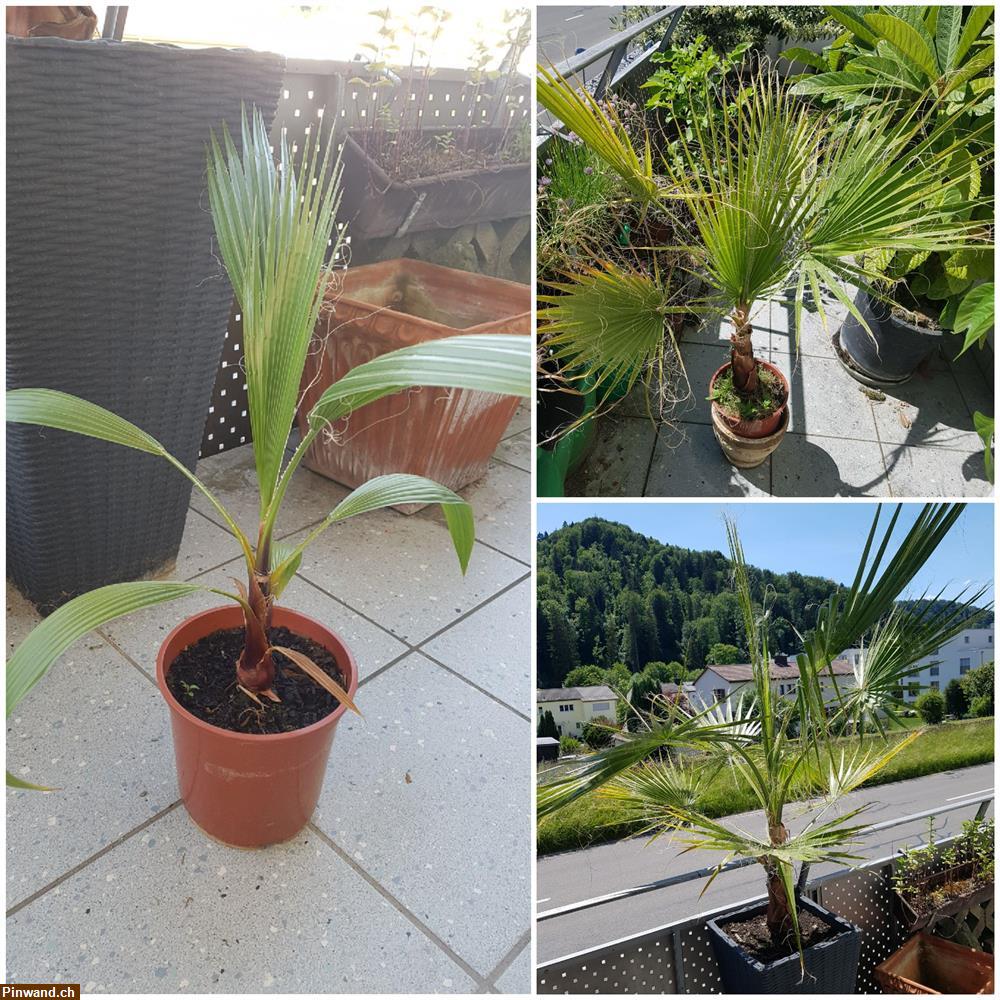 Bild 2: Diese Palme wächst 1m im 1. Jahr