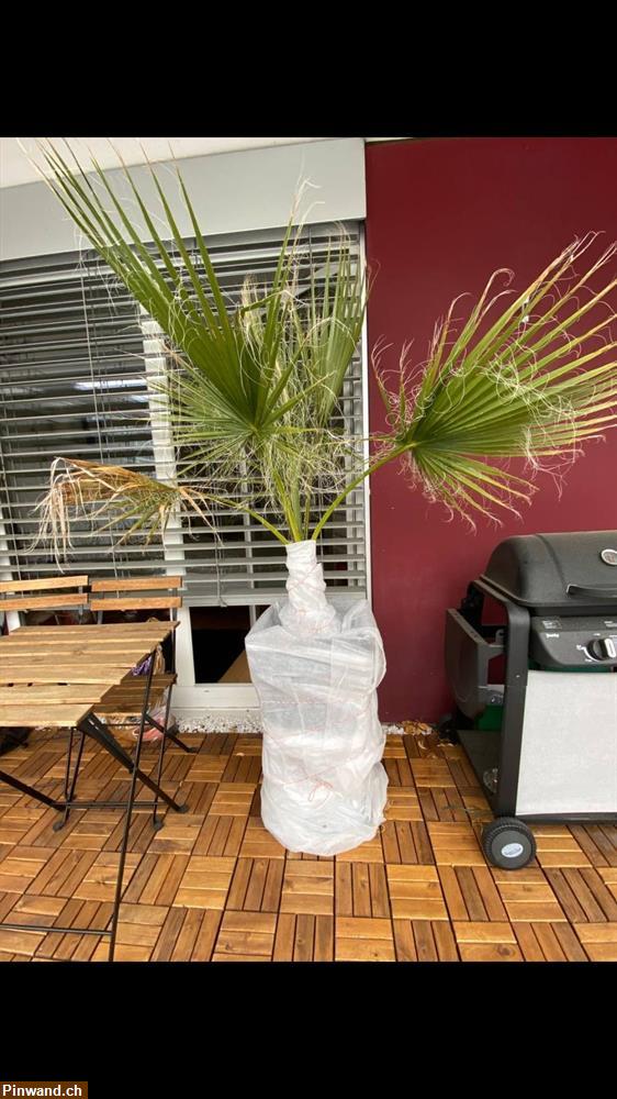Bild 4: Diese Palme wächst 1m im 1. Jahr