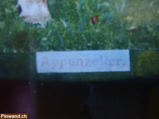 Bild 3: Bild Appenzeller oval (Kein Original)