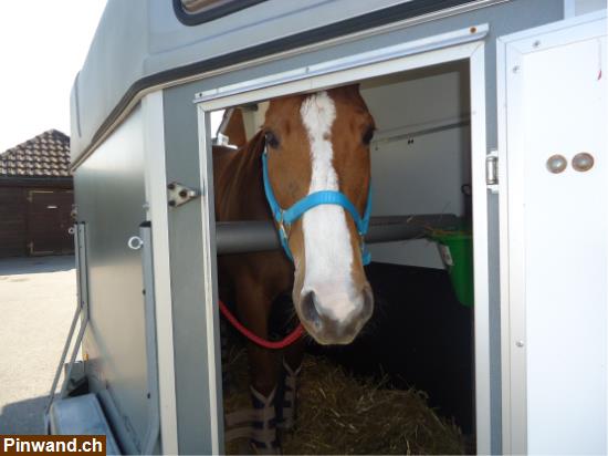 Bild 2: Biete Pferde Transporte mit sauberem Pferdeanhänger