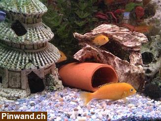 Junge Malawi Buntbarsche gelb Yellow, (Labidochromis yellow)