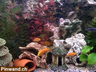 Bild 2: Junge Malawi Buntbarsche gelb Yellow, (Labidochromis yellow)