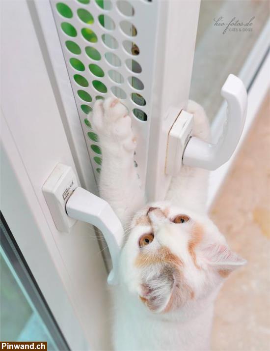 Bild 14: Kippfensterschutz für Katzen von austmetall, ohne Bohren und Kleben, Sys4