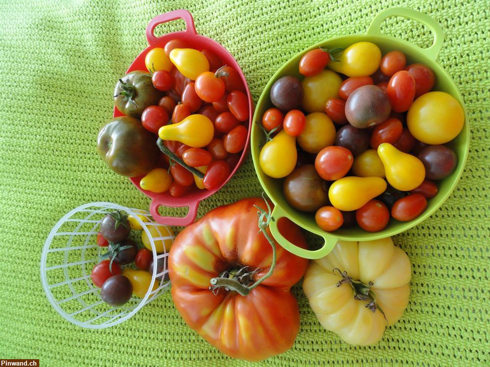 Bild 1: Biete Tomaten-Samen Bio