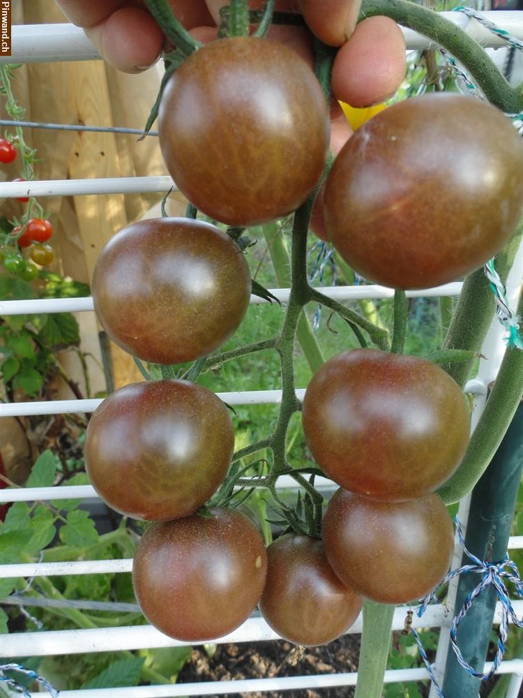 Bild 2: Biete Tomaten-Samen Bio