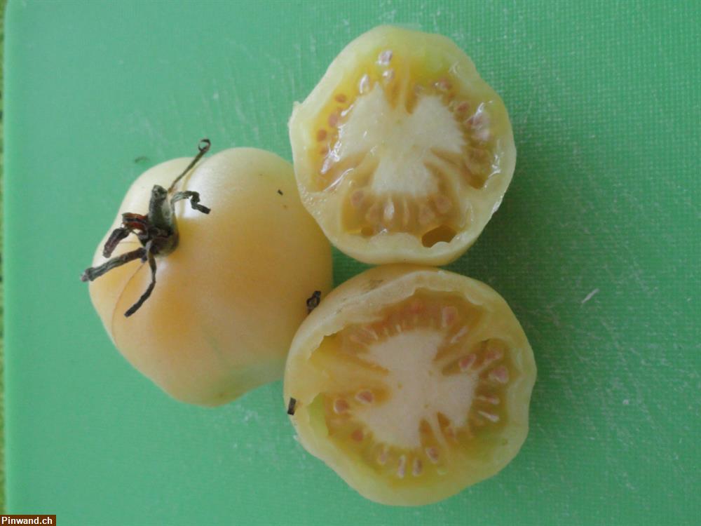 Bild 3: Biete Tomaten-Samen Bio