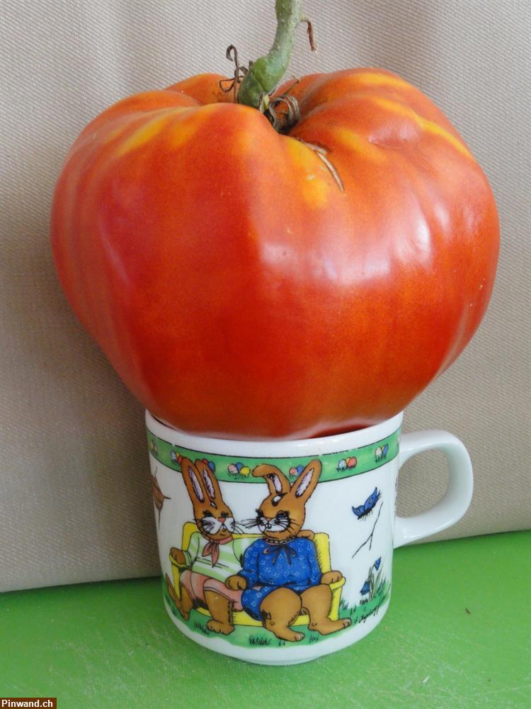 Bild 4: Biete Tomaten-Samen Bio