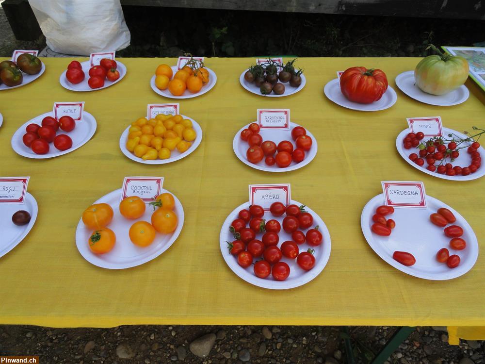 Bild 5: Biete Tomaten-Samen Bio