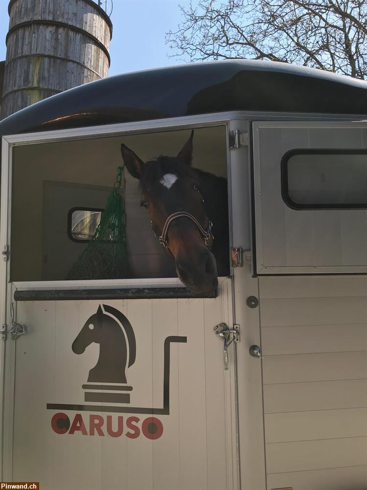 Bild 5: Caruso Pferdetransport in der Schweiz oder in Europa