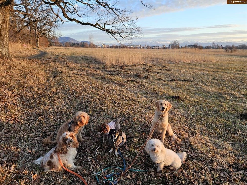 Bild 2: Biete Hundebetreuung, Haussitting im ZH-Oberland