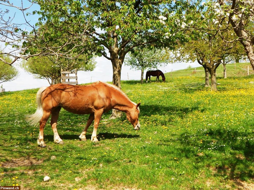 Bild 1: Freie Pferdebox auf Biohof nähe Sissach