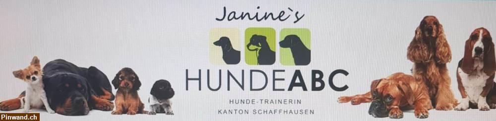 Bild 4: Hundepension, Hund hüten, Ferienplatz, Tagesplatz, Dogsitting, Tierheim