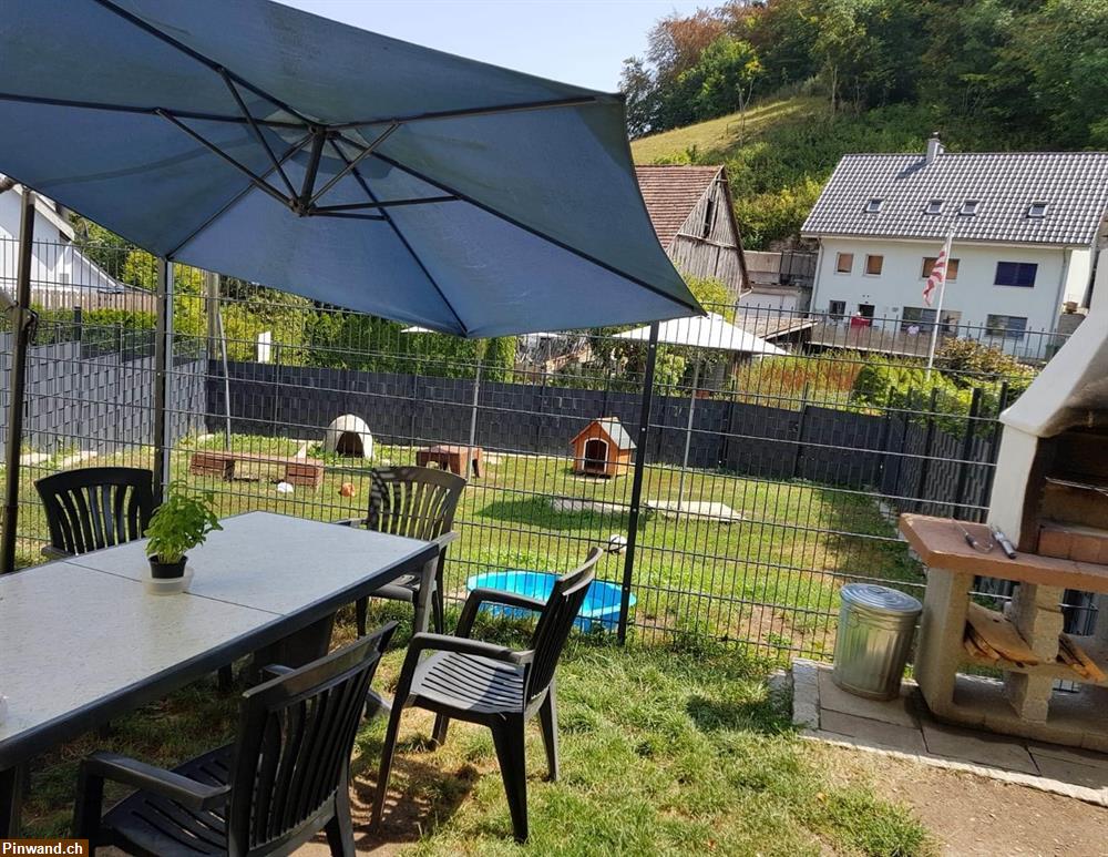 Bild 6: Hundepension, Hund hüten, Ferienplatz, Tagesplatz, Dogsitting, Tierheim