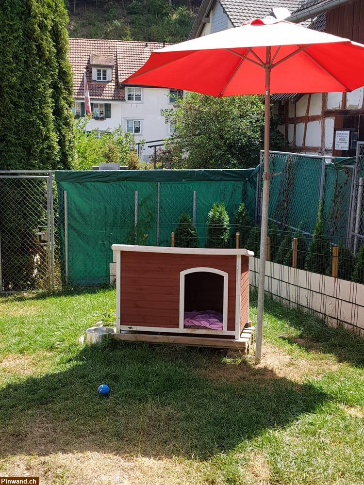 Bild 8: Hundepension, Hund hüten, Ferienplatz, Tagesplatz, Dogsitting, Tierheim