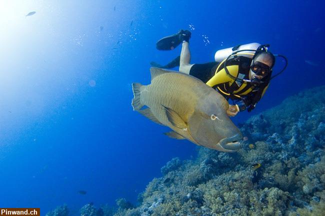 Bild 4: Tauchsafaris im Roten Meer / Ägypten