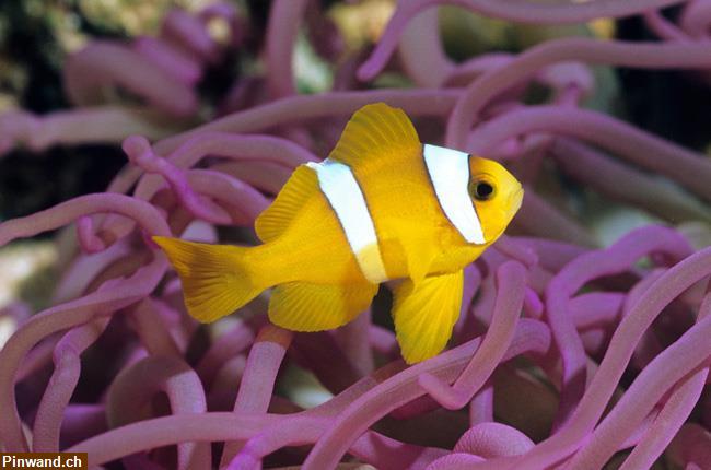 Bild 5: Tauchsafaris im Roten Meer / Ägypten