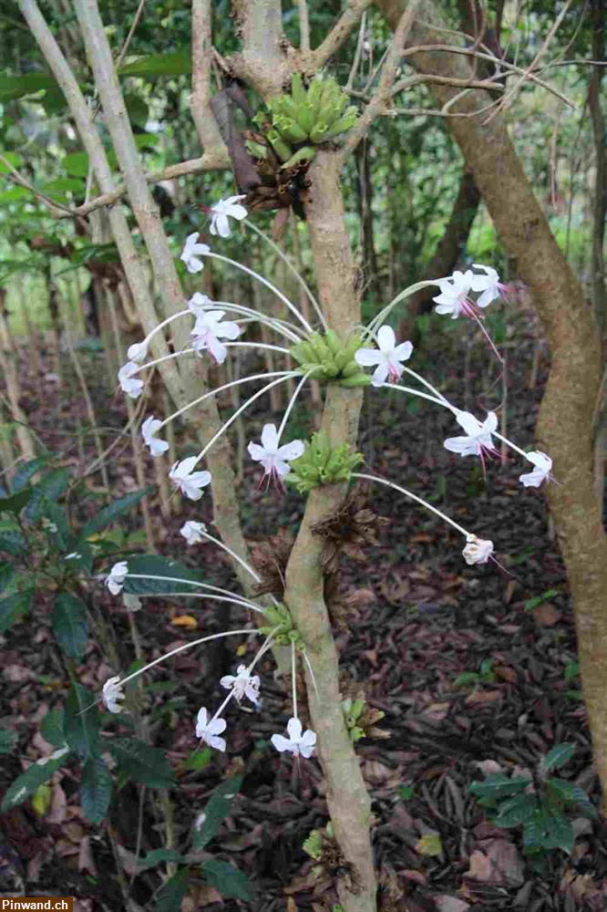 Bild 1: Blumenblüte und Vanille in Madagaskar Mai 2024