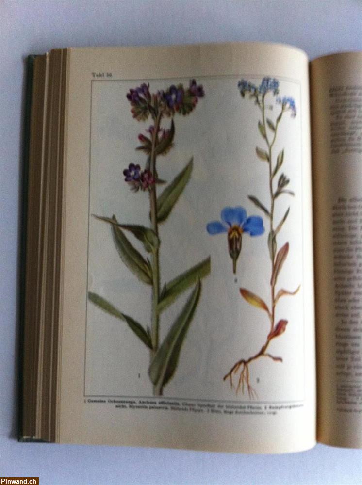 Bild 1: Lehrbuch der Botanik 1950