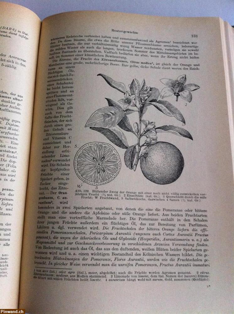 Bild 2: Lehrbuch der Botanik 1950