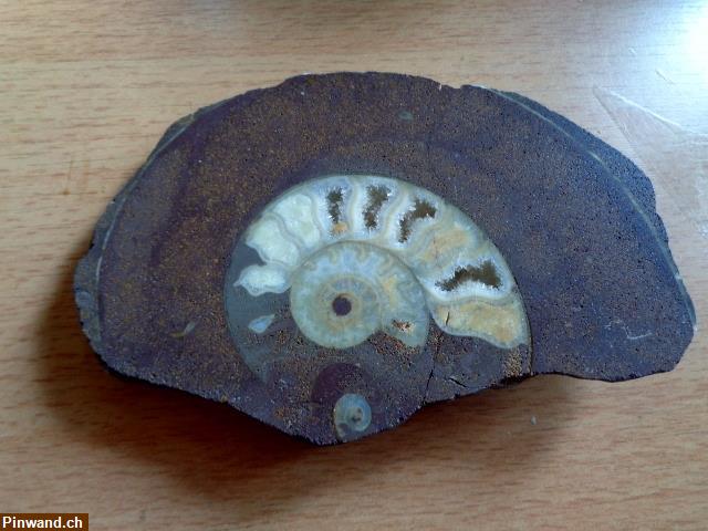 Bild 1: Versteinerte Schnecke (Ammonite)