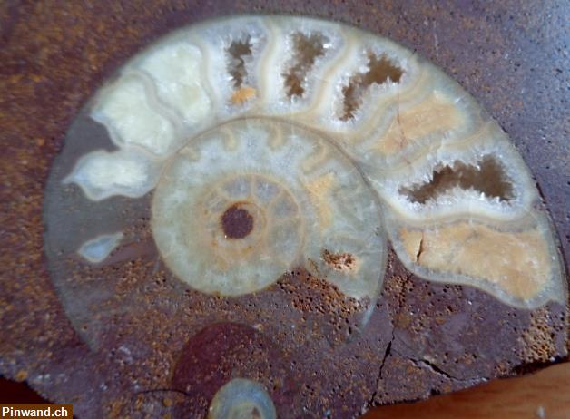 Bild 2: Versteinerte Schnecke (Ammonite)