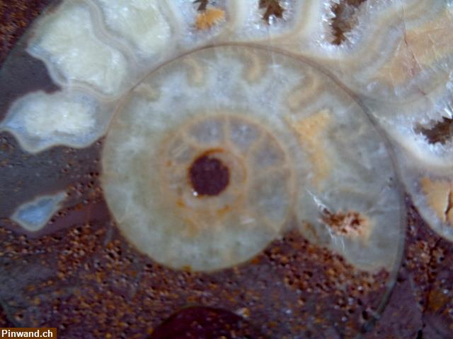 Bild 3: Versteinerte Schnecke (Ammonite)