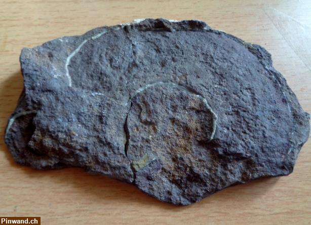 Bild 4: Versteinerte Schnecke (Ammonite)