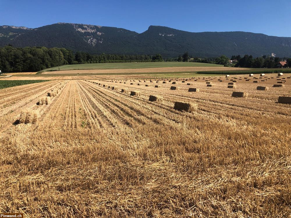 Bild 1: Stroh in Kleinballen Hof der Ernte 2023