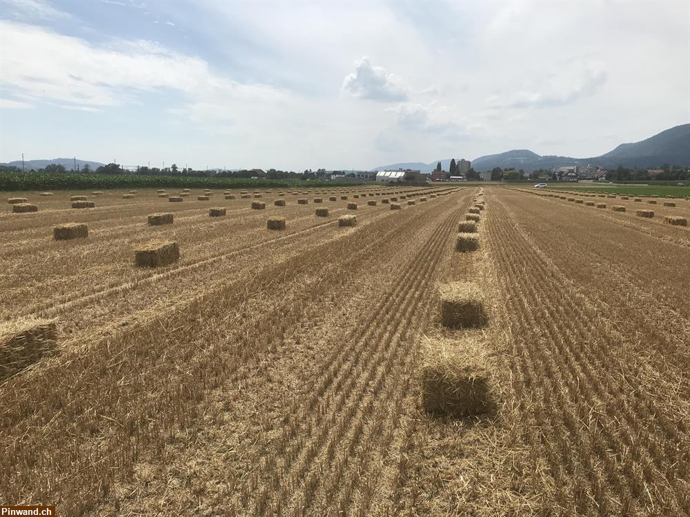 Bild 3: Stroh in Kleinballen Hof der Ernte 2023