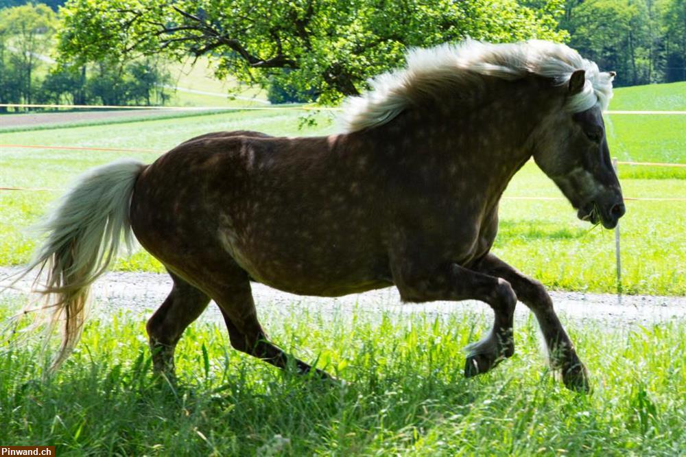 Bild 1: Reitbeteiligung, Pflegepony Shettland oder Islandpferd in 6340 Baar