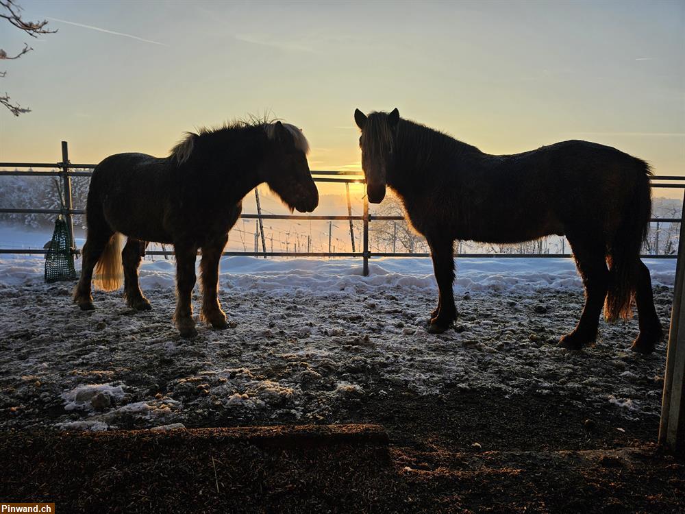 Bild 2: Reitbeteiligung, Pflegepony auf Shetland oder Islandpferd