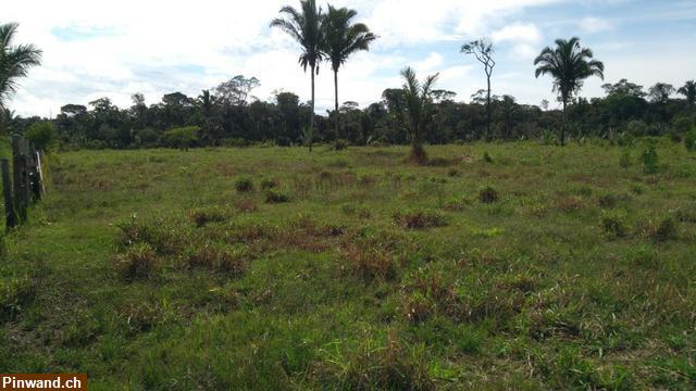 Bild 5: Brasilien 304,4 Ha Land bei Erdoel - Erdgas Stadt Silves AM