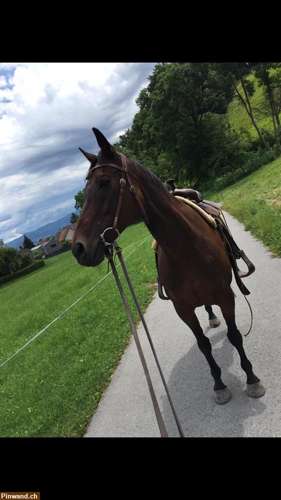 Reitbeteiligung für 3 Stuten in St. Margrethen SG