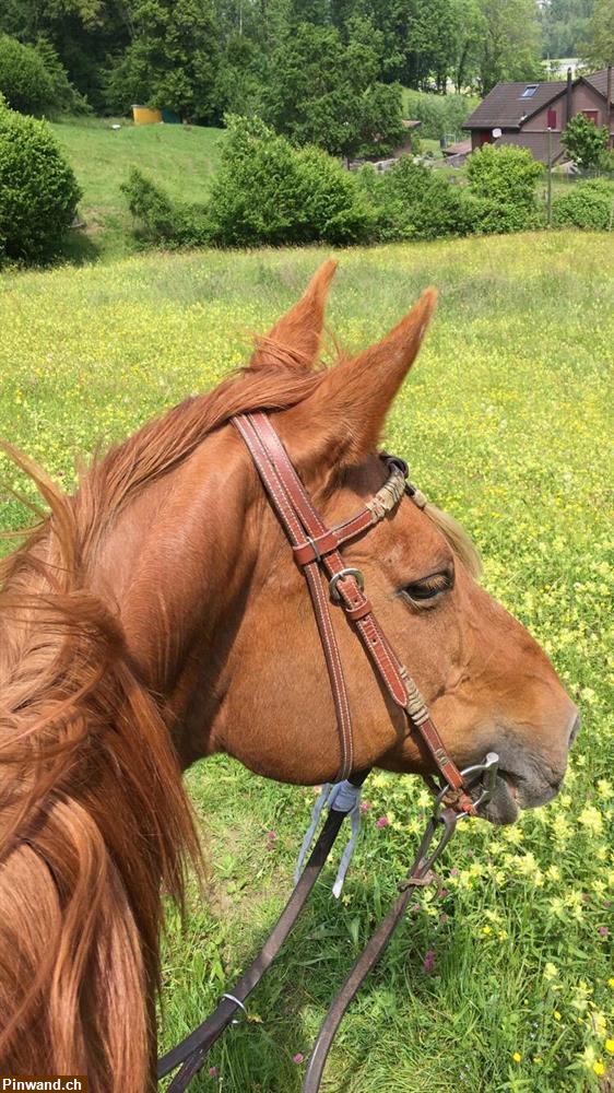 Reitbeteiligung für 3 Stuten in St. Margrethen SG