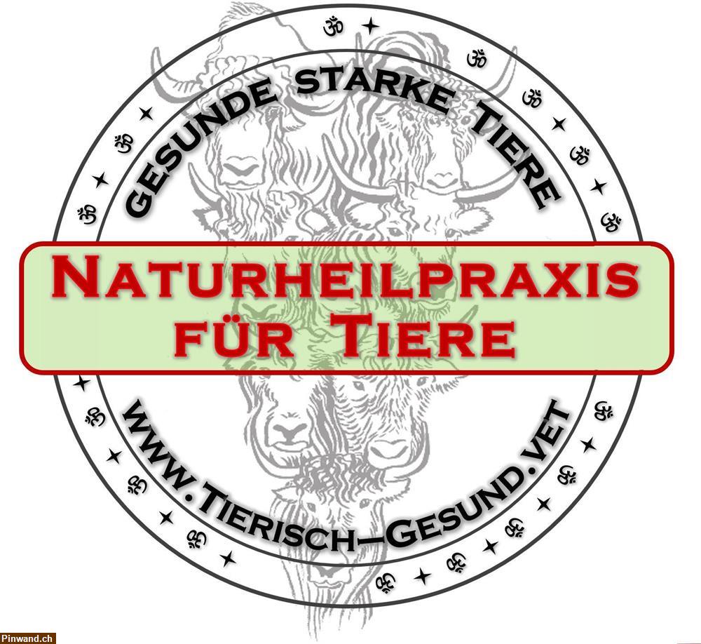 Bild 1: Naturheilpraxis für Tiere