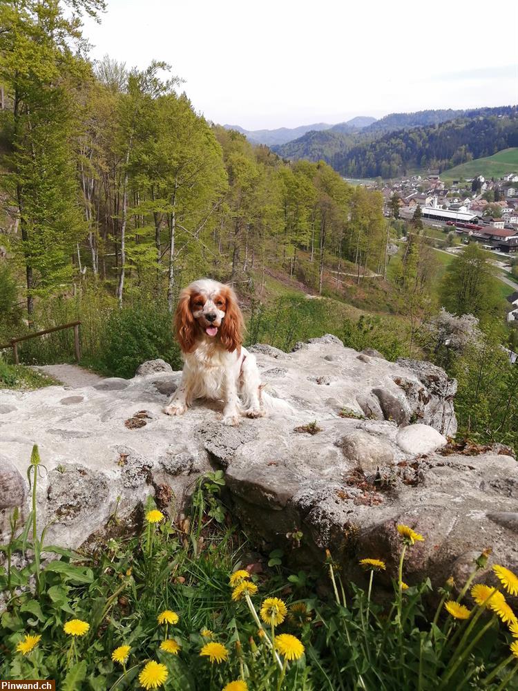 Bild 1: Biete Tages und FERIEN Plätze für Hunde