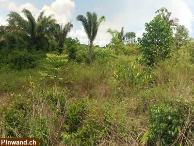 Bild 2: Brasilien 1000 Ha grosses Tiefpreis-Grundstück südwestlich von Manaus AM