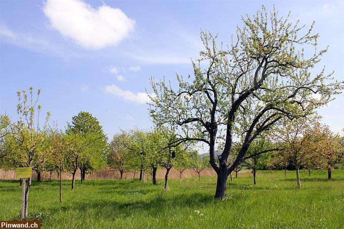 Bild 1: Obstwiese/Garten/Freizeitgrundstück um Schaffhausen gesucht