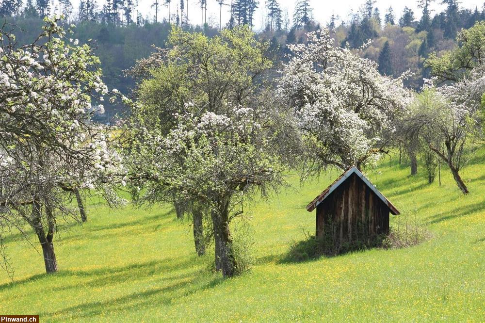 Bild 2: Obstwiese/Garten/Freizeitgrundstück um Schaffhausen gesucht